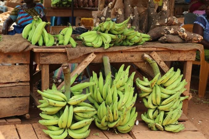 Plantain 3000 : La force de la nature dans votre assiette !