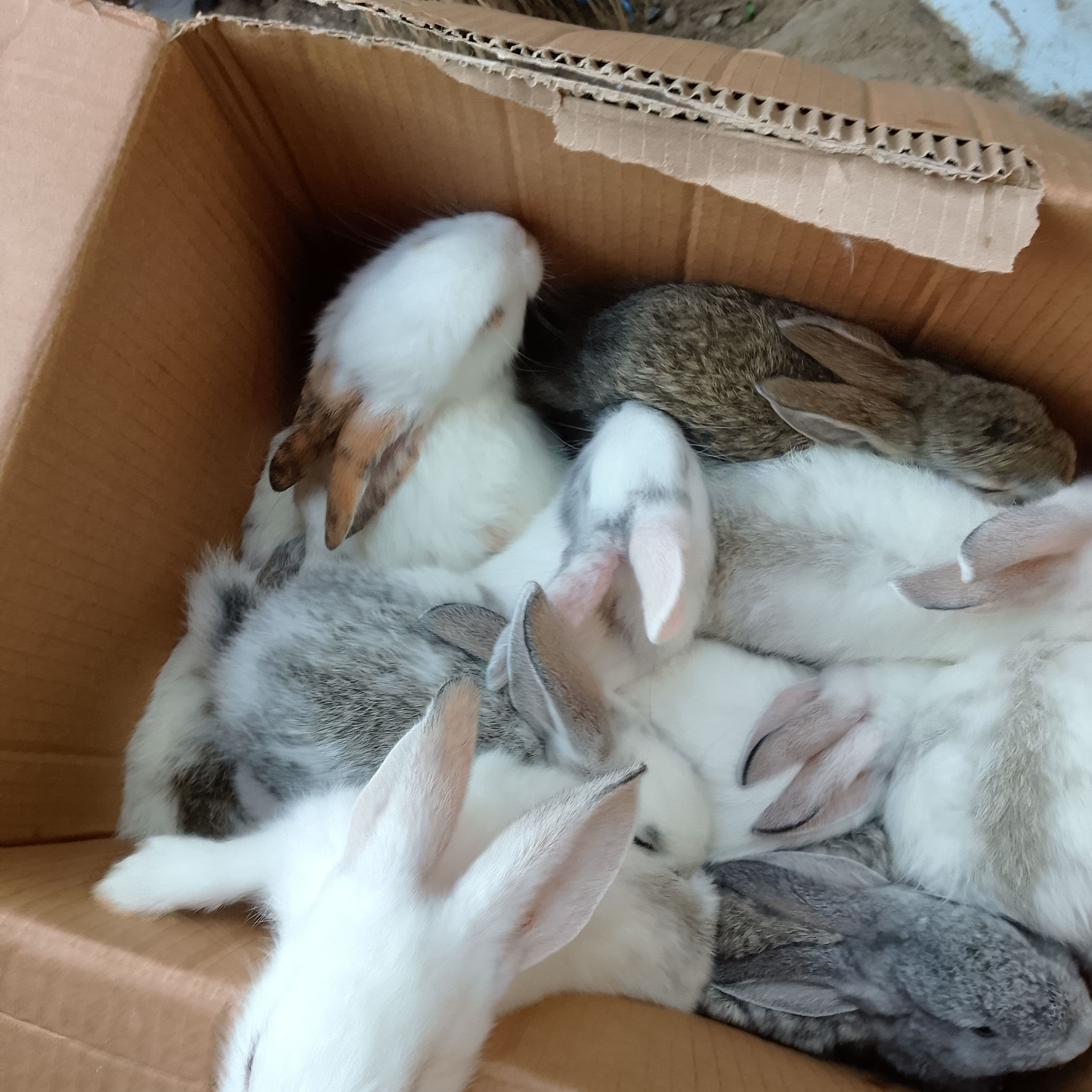 Seller